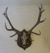 A 14 pointer mounted stag's skull and antlers, 19th century