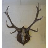 A 14 pointer mounted stag's skull and antlers, 19th century