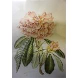 A pair of floral ltd edition prints by Elizabeth Cameron. Rose Nevada, Rhododendron and River scene.