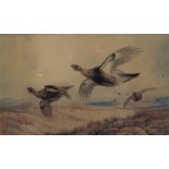 A framed limited edition print No 41 of 400 by A. Thorburn of grouse in flight