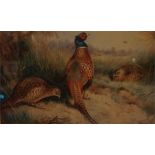 A family of pheasant feeding in the undergrowth, limited edition print 41 of 400 by A Thorburn