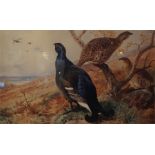 A framed limited edition print No 41 of 400 by A. Thorburn of capercaile in landscape