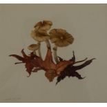 Pair of still life watercolours of fungi by Espeth Harrigan