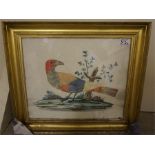 A pair of 19th century exotic bird feather pictures in gilt frames, with watercolour background
