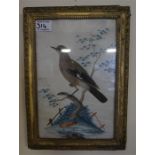 A 19th century gilt framed feathered bird picture, with watercolour back ground (possibly a jay)