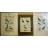 A Group Of Eight Various Bird & Animal Prints, 25.5 x 16cm mounted on card, (8)