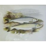 A Group Of Seven Assorted Fish Prints, 22 x 30.5cm, mounted on card, (7)