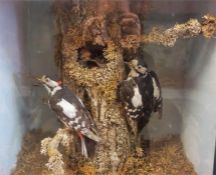 A Taxidermy Display Of Woodpeckers, in the form of two Woodpeckers perched on a branch, beneath