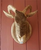 A Black Forest Style Wooden Wall Mounting Goats Head, 43cm high