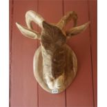 A Black Forest Style Wooden Wall Mounting Goats Head, 43cm high