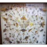 A Butterfly & Insect Display, approx 100 in total, beneath glass, in a Victorian rosewood frame,