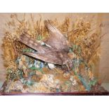 A Taxidermy Bird Of Prey With Their Young, raised on naturalistic branches and plinth base, 47cm