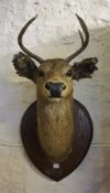 An Antique Stags Head, with six point antlers, raised on an oak shield shaped plinth, with