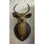 An Antique Stags Head, with six point antlers, raised on an oak shield shaped plinth, with