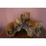 A Taxidermy Baby Fox Group, in the form of three fox cubs raised on a naturalistic tree stump,