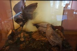 A Taxidermy Bird Group, in the form of a Poachard duck, Moorhen with chic, and an English Partridge,