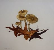 Elspeth Harrigan "Toadstools II" Watercolour, signed in pencil lower left, 16 x 18cm, framed,