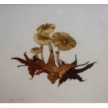 Elspeth Harrigan "Toadstools II" Watercolour, signed in pencil lower left, 16 x 18cm, framed,