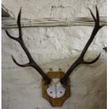 A Set of Wall Mounting Horn Ten Point Antlers, raised on a shield shaped plinth, 70cm high