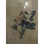Five Assorted Floral & Fruit Study Prints, with Aitken & Dott labels to reverse to some examples,