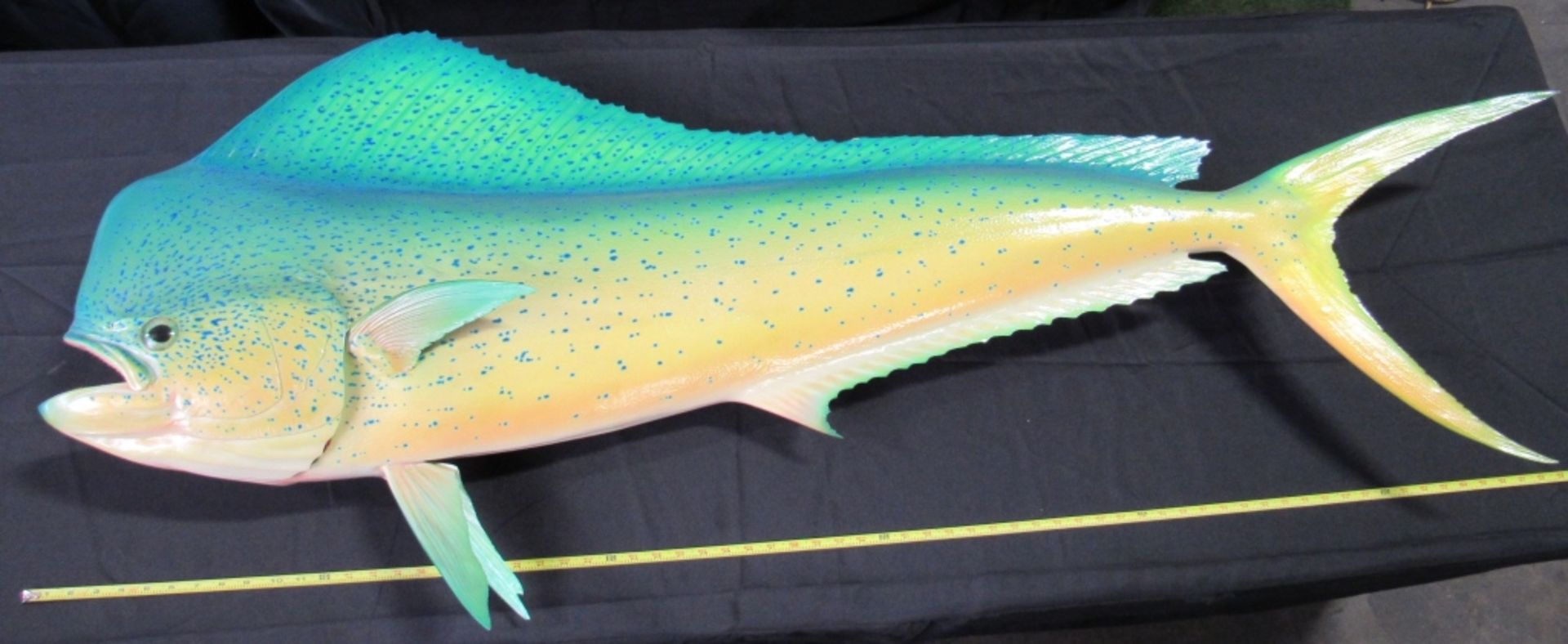 DORADO BULL MAHI MAHI TROPHY MOUNT REPLICA 55" - Image 2 of 3