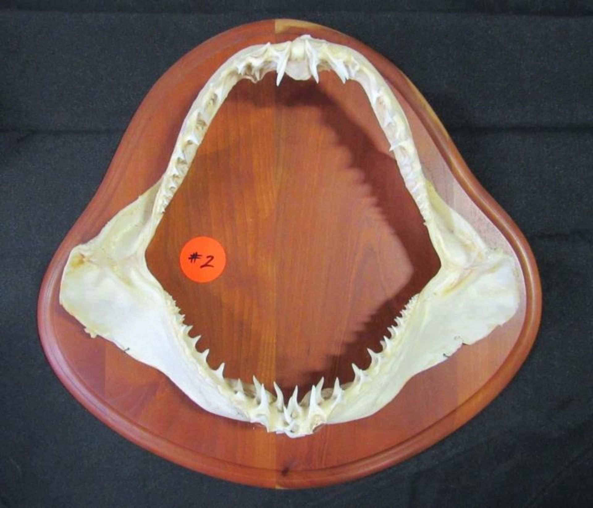 12" REAL MAKO SHARK JAWS & TEETH BOARD MOUNTED #2