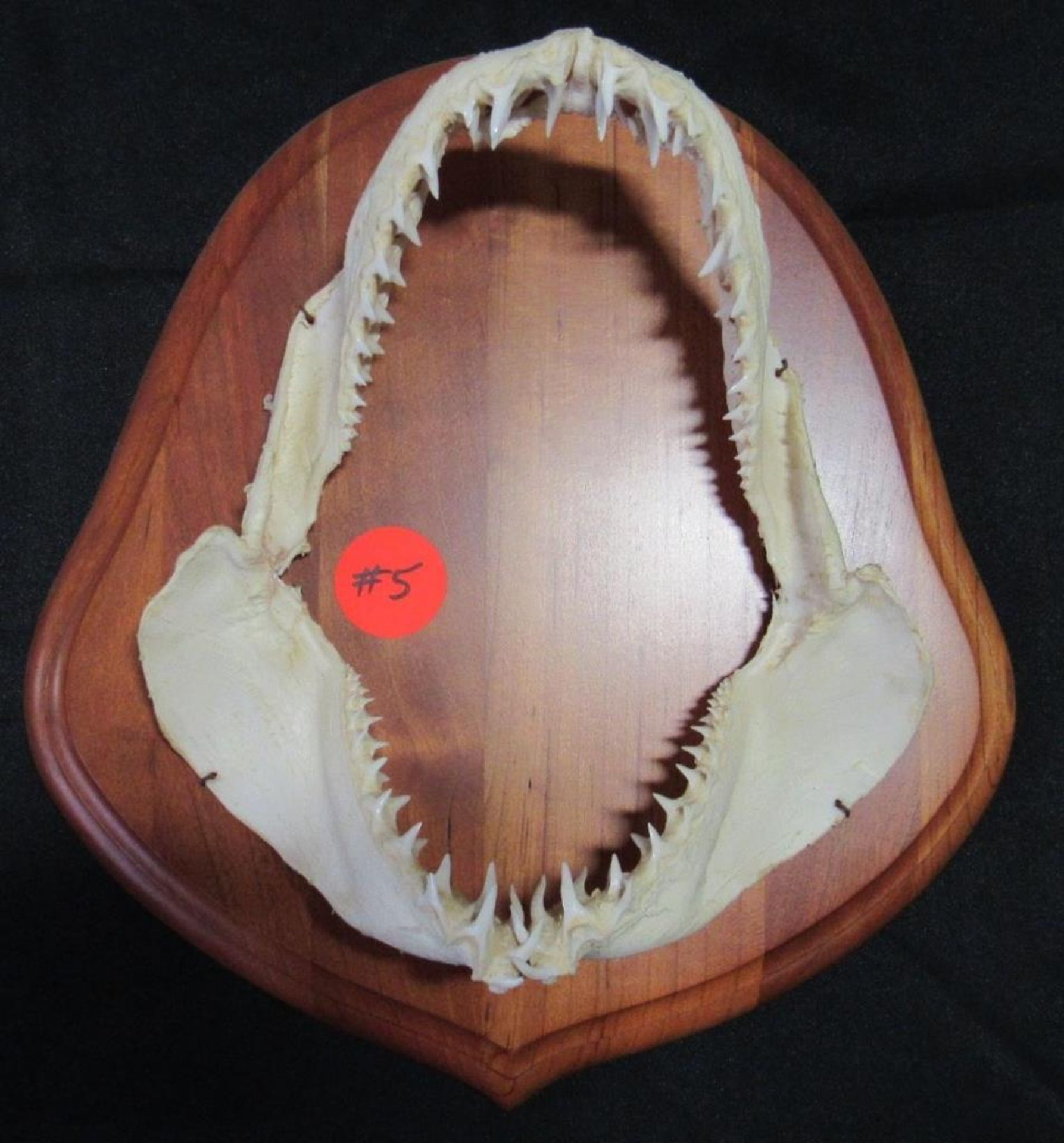 8" REAL MAKO SHARK JAWS & TEETH MOUNTED #5