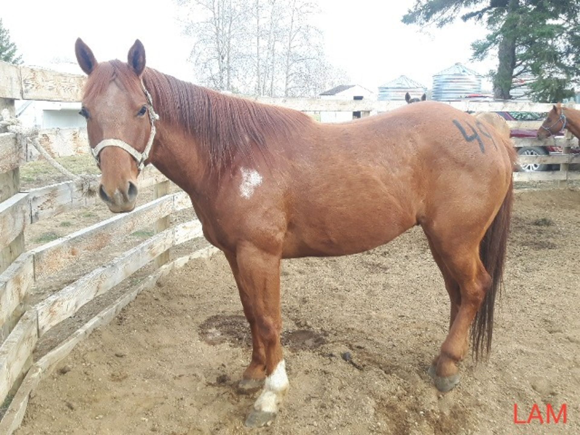 "Sonny" 5 yr Old Gelding - Image 3 of 5