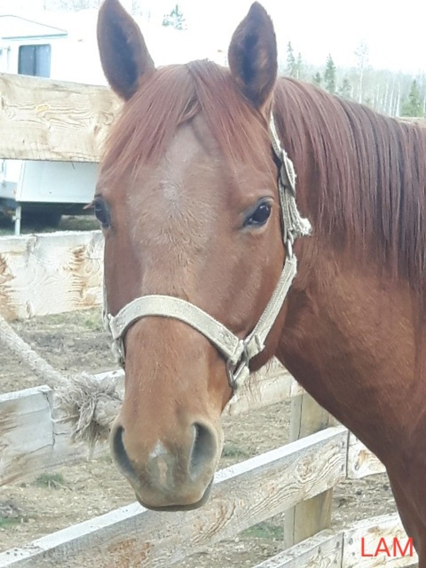 "Sonny" 5 yr Old Gelding - Image 4 of 5