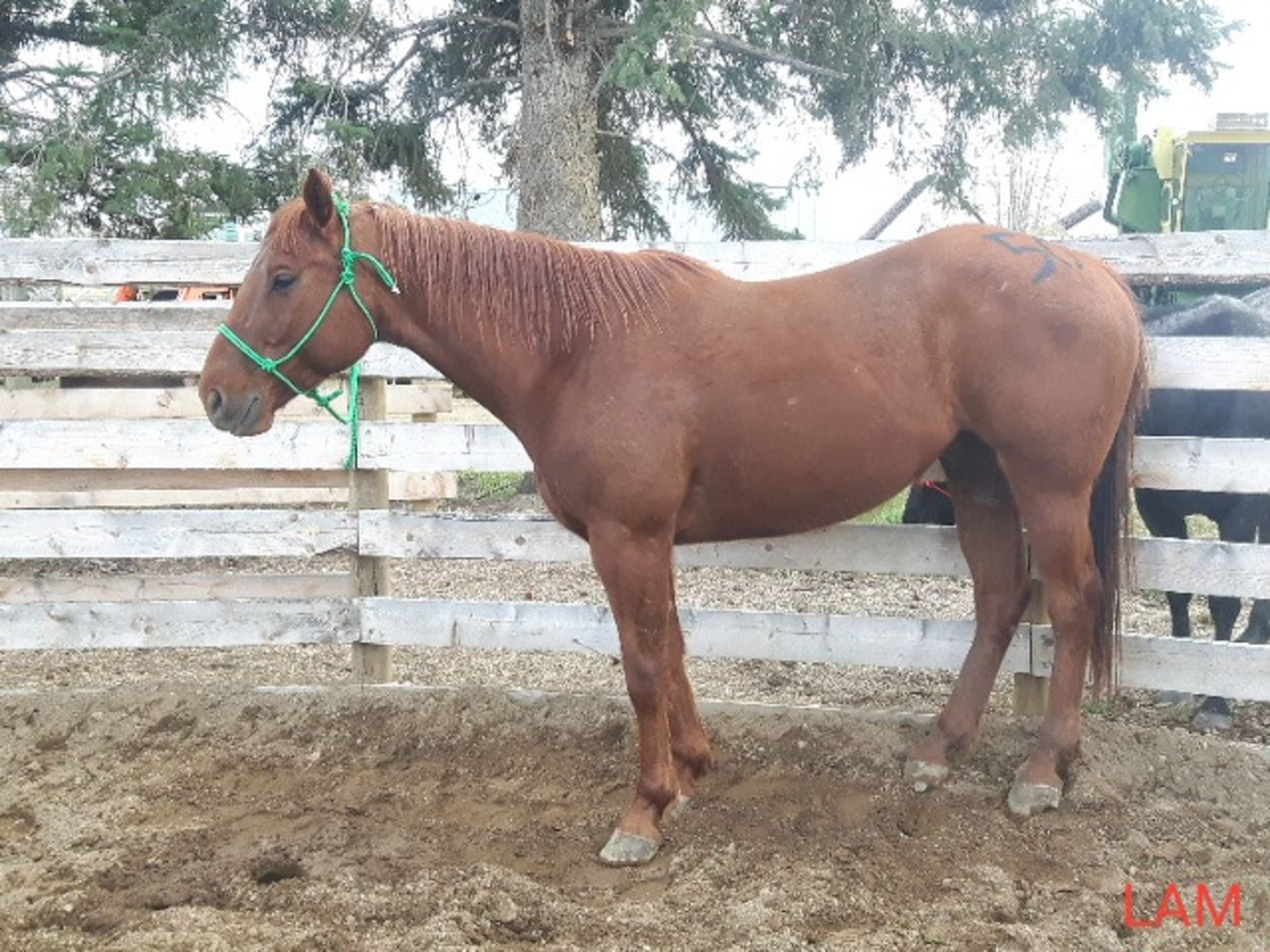 "Sonny" 5 yr Old Gelding - Image 2 of 5