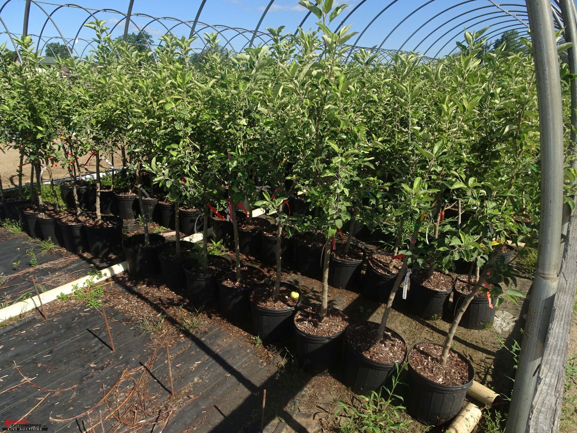 TOTAL OF APPROX (10993) PLANTS, THEY CONSIST OF (41) CHERRY BING SWEET S/D N05, (482) CHERRY WPG - Image 2 of 8