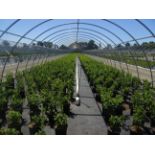 TOTAL OF APPROX (25616) PLANTS, THEY CONSIST OF: (4072) LILAC DONALD WYMAN LV N03, (1568) LILAC