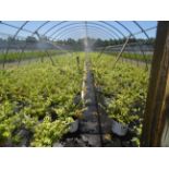 +TOTAL OF APPROX (2589) PLANTS, THEY CONSIST OF: (228) EYONYMUS EMERALD 'N GOLD N03, (47) EUONYMUS