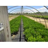 TOTAL OF APPROX (11223) PLANTS, THEY CONSIST OF: (10,107) BOXWOOD WINTER GEM N03, (201) DOGWOOD