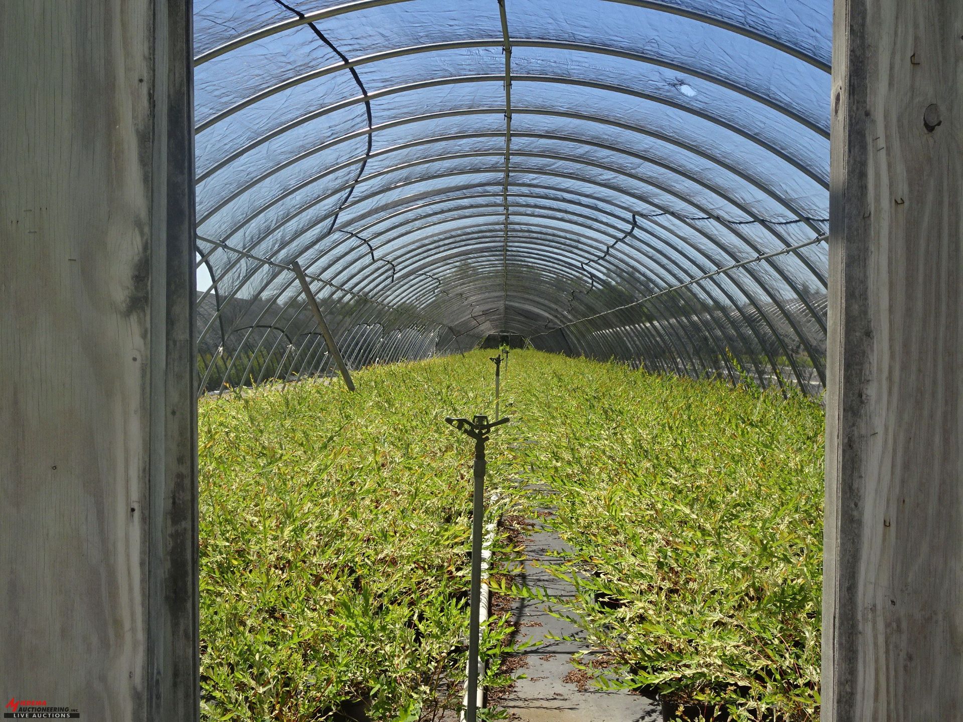 TOTAL OF APPROX (15960) PLANTS, THEY CONSIST OF: (99) AZALEA NL MANDARIN LIGHTS N01, (1,603) - Image 4 of 6