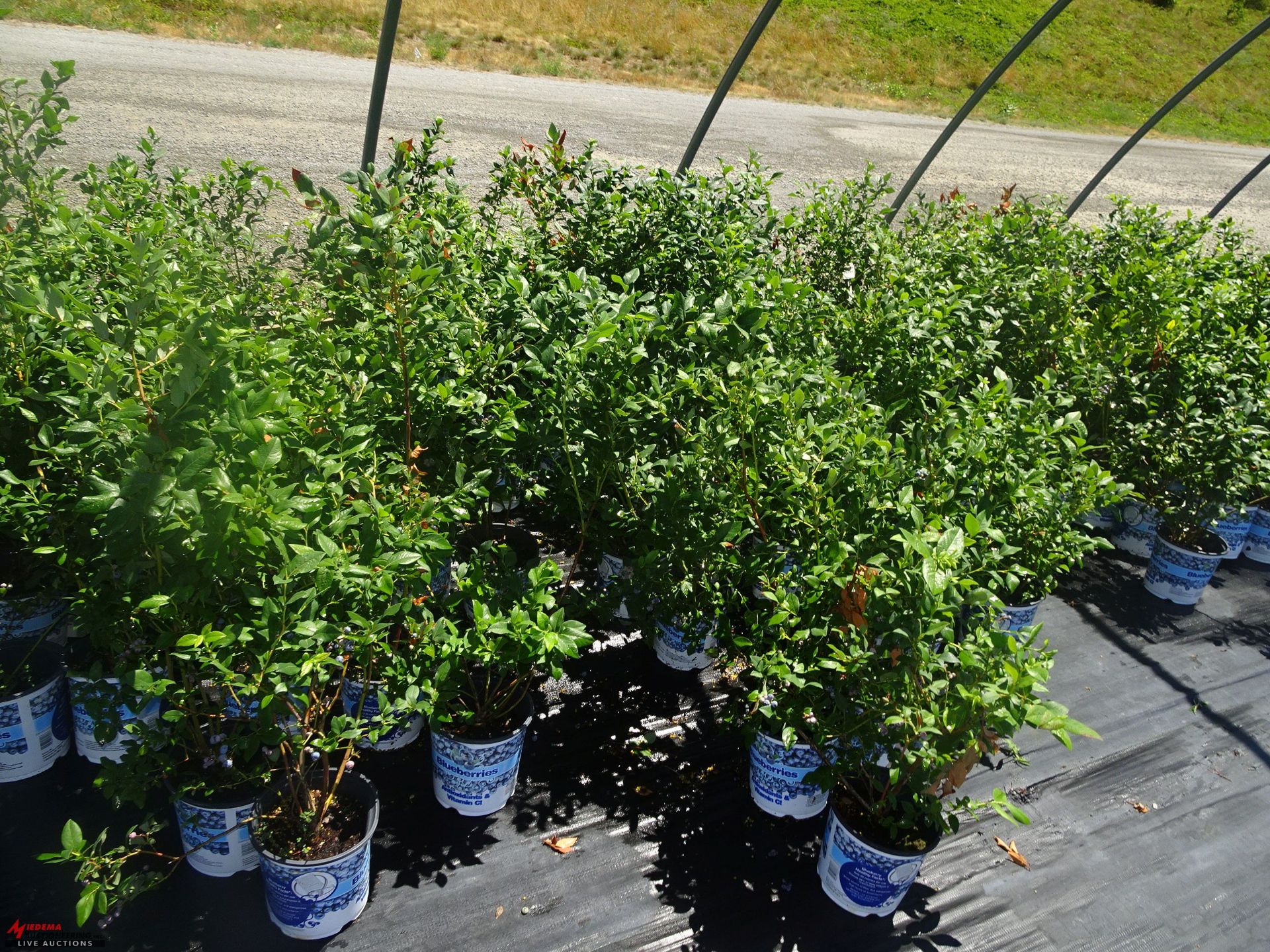 +TOTAL OF APPROX (2589) PLANTS, THEY CONSIST OF: (228) EYONYMUS EMERALD 'N GOLD N03, (47) EUONYMUS - Image 9 of 11