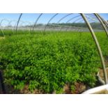 TOTAL OF (60,619) PLANTS, THEY CONSIST OF: (21,458) FORSYTHIA LYNWOOD GOLD N01, (5,798) PRIVET