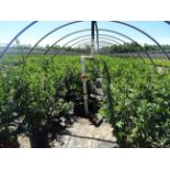 TOTAL OF (10,515) PLANTS, THEY CONSIST OF: (2,438) CHERRY JULIET SWEET BUSH N05, (4,728) LILAC