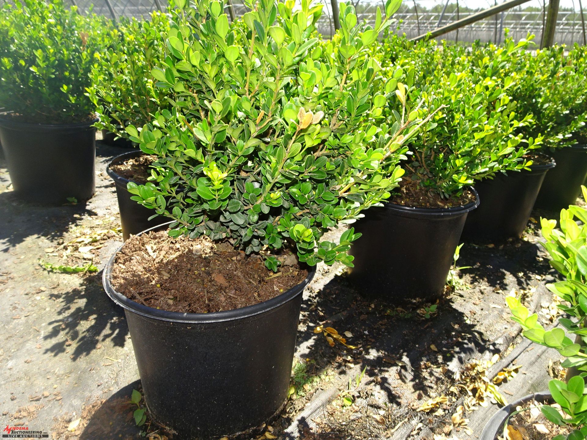 TOTAL OF (18,606) PLANTS, THEY CONSIST OF: (1,594) BOXWOOD GREEN VELVET N03, (253) BOXWOOD GREEN - Image 2 of 11