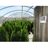 TOTAL OF APPROX (10244) PLANTS, THEY CONSIST OF: (5244) ARB PYR EMERALD GREEN N05, (3649) ARB PYR