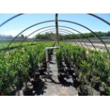 TOTAL OF (13042) PLANTS, THEY CONSIST OF: (2,226) CHERRY CARMINE JEWEL SWT BUSH N05, (800) LILAC