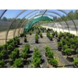 TOTAL OF (15067) PLANTS, THEY CONSIST OF: (2661) BOXWOOD WINTER GEM N02, (2449) BOXWOOD GREEN VELVET