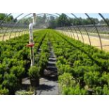 TOTAL OF (13337) PLANTS, THEY CONSIST OF (72) YEW SPD T DARK GREEN SPREADER N02, (297) YEW SPD T