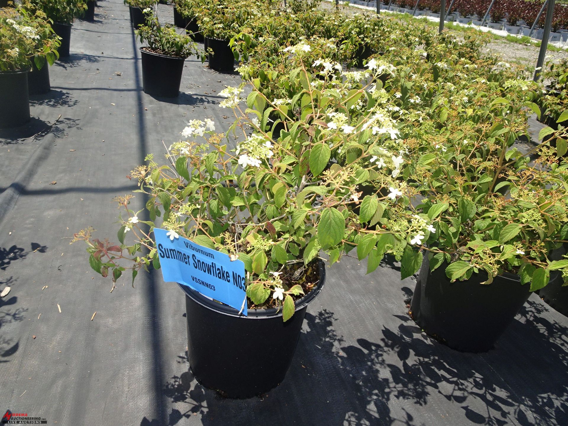 +TOTAL OF APPROX (2589) PLANTS, THEY CONSIST OF: (228) EYONYMUS EMERALD 'N GOLD N03, (47) EUONYMUS - Image 3 of 11