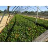 TOTAL OF APPROX (26567) PLANTS, THEY CONSIST OF (4693) FORSYTHIA LYNWOOD GOLD N01, (967) YEW GL T