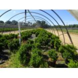 TOTAL OF (10784) PLANTS, THEY CONSIST OF (1,505) ARB PYR 4 EVER GOLDY N03, (521) YEW SPD T DARK