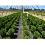 TOTAL OF APPROX (22,640) PLANTS, THEY CONSIST OF: (9,681) ARB GL LITTLE GIANT N02, (1,457) ARB GL