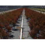 TOTAL OF APPROX (12628) PLANTS, THEY CONSIST OF: (7372) NINEBARK SUMMER WINE PK N03T PWN, (956)