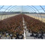 TOTAL OF APPROX (40175) PLANTS, THEY CONSIST OF: (4,475) FORSYTHIA SUGAR BABY DWARF N01T PWN, (16,