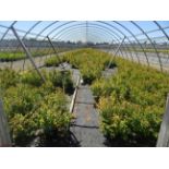 TOTAL OF APPROX (17418) PLANTS, THEY CONSIST OF: (104) SPIREA BIRCHLEAF N03, (3,022) SPIREA